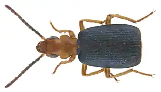 Brachinus fuscipennis