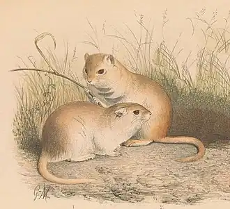 Brachiones przewalskii