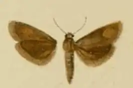 Brachodes nanetta