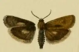 Brachodes powelli
