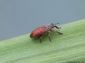 Dwerg-dennensnuittorretje