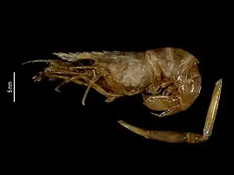 Brachycarpus biunguiculatus