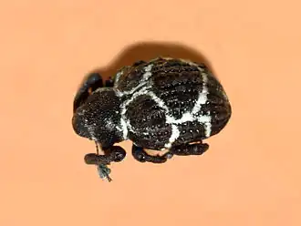 Brachyceridae