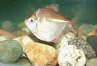 Brachychalcinus nummus