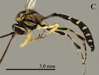 Brachycyrtus pretiosus