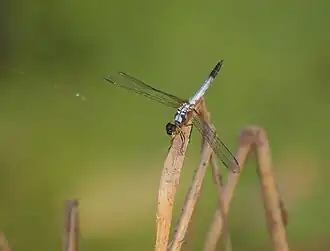 Brachydiplax chalybea