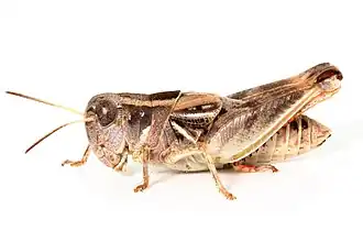 Brachyexarna lobipennis