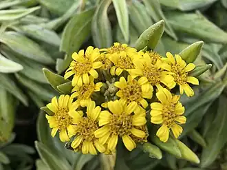 Rautini (Brachyglottis huntii)