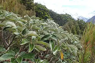 Brachyglottis rotundifolia