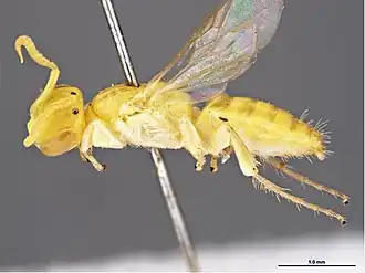 Brachyhesma antennata