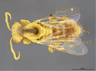 Brachyhesma apicalis