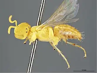 Brachyhesma barrowensis