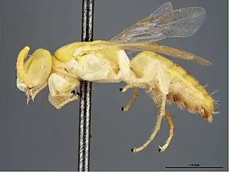 Brachyhesma carnarvonensis