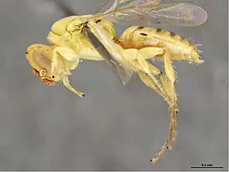 Brachyhesma cavagnari