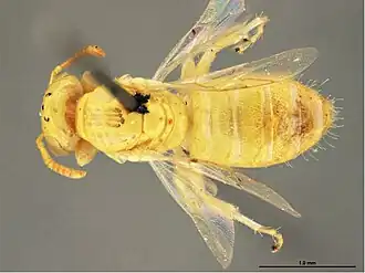 Brachyhesma deserticola