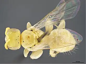 Brachyhesma femoralis