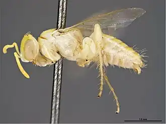 Brachyhesma grossopedalis