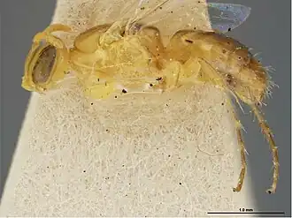 Brachyhesma hypoxantha