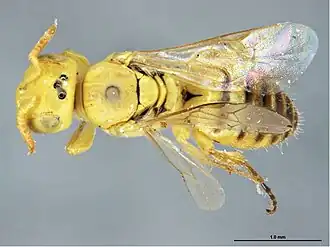 Brachyhesma incompleta