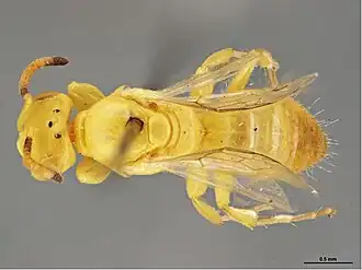 Brachyhesma longicornis