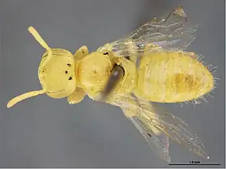 Brachyhesma matarankae