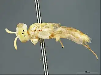 Brachyhesma monteithae