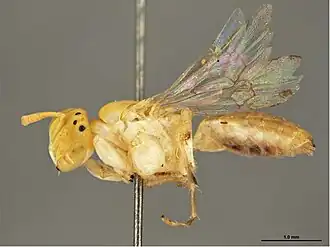 Brachyhesma morvenensis