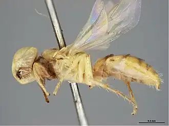 Brachyhesma newmanensis