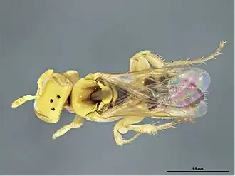 Brachyhesma paucivenata