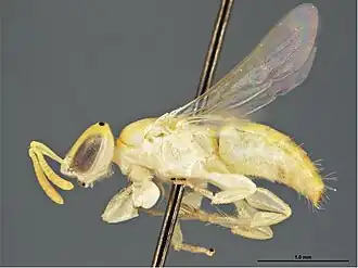 Brachyhesma perlutea