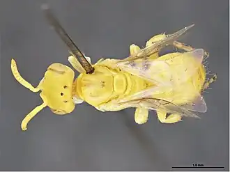 Brachyhesma sulphurella