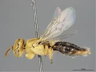 Brachyhesma ventralis