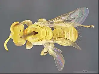 Brachyhesma wyndhami