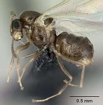 Amerikaanse negenspriet