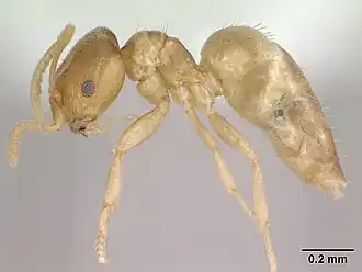 Brachymyrmex fiebrigi