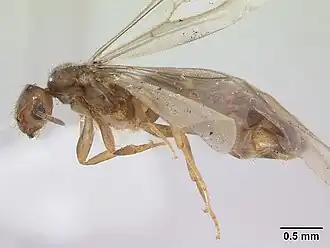 Brachymyrmex heeri