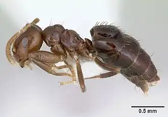 Brachymyrmex luederwaldti
