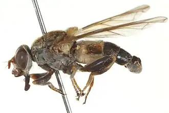 Brachyopa cinereovittata