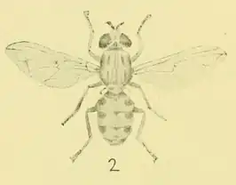 Brachyopa cynops
