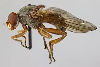 Loofhoutsapzweefvlieg