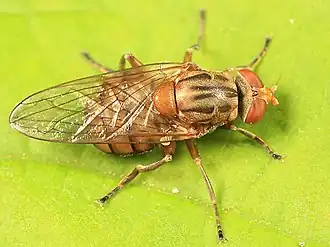 Brachyopa flavescens