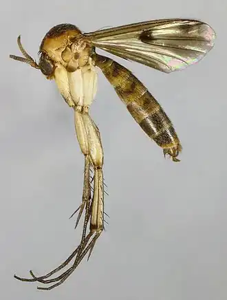 Brachypeza bisignata