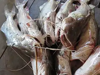 Brachyplatystoma vaillantii