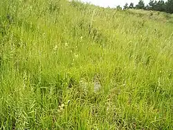 Een rompgemeenschap met gevinde kortsteel