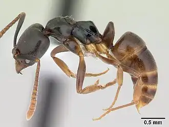 Pachycondyla luteipes