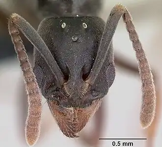 Pachycondyla obscurans