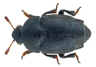 Brachypterolus linariae