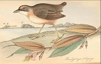 Strooiselmuistimalia