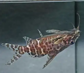 Synodontis batensoda
