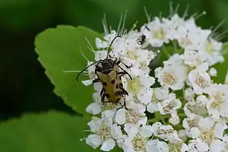 Brachyta sachalinensis